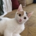Yavru Kedi Nare Yuva Arıyor fotoğraf