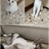 BEBEKLER SOKAĞA GİTMESİN fotoğraf