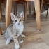 2 kardeş yavrularıma acil yuva arıyorum fotoğraf
