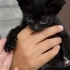 Böcü Bebek Yuva Arıyor fotoğraf
