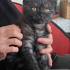 Scotish fold kedi yuva arıyor acil fotoğraf