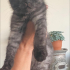 Scotish fold kedi yuva arıyor acil fotoğraf