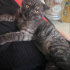 Scotish fold kedi yuva arıyor acil fotoğraf