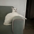 İnsan canlısı,sevimli beyaz kedi fotoğraf