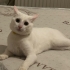 İnsan canlısı,sevimli beyaz kedi fotoğraf