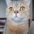 Kısırlaştırılmış erkek kedi yuva arıyor fotoğraf