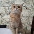 Kısırlaştırılmış erkek kedi yuva arıyor fotoğraf
