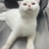 Sokağa Atılmış Hamile Scottish Fold'a Acil Geçici/Kalıcı Yuva Aranıyor fotoğraf