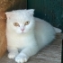 Sokağa Atılmış Hamile Scottish Fold'a Acil Geçici/Kalıcı Yuva Aranıyor fotoğraf