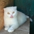 Sokağa Atılmış Hamile Scottish Fold'a Acil Geçici/Kalıcı Yuva Aranıyor fotoğraf