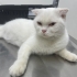 Sokağa Atılmış Hamile Scottish Fold'a Acil Geçici/Kalıcı Yuva Aranıyor fotoğraf