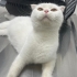 Sokağa Atılmış Hamile Scottish Fold'a Acil Geçici/Kalıcı Yuva Aranıyor fotoğraf