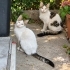 1 PRENSES 2 PRENS fotoğraf