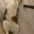 GÜLBEY ÖMÜRLÜK YUVA ARIYOR fotoğraf