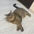 Uysal ve Sakin 17 aylık kısır dişi fotoğraf