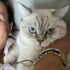 Latteye yeni aile arıyoruz fotoğraf
