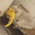Sevimli dostumuza yuva arıyoruz fotoğraf