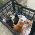 7 KARDEŞE ÇOK ACİL YUVA ARIYORUZ fotoğraf