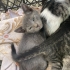 7 KARDEŞE ÇOK ACİL YUVA ARIYORUZ fotoğraf