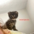 TEKİRİN YENİ AİLESİ OLUR MUSUNUZ fotoğraf