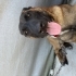 eğitimli belçika malinois 8 aylık fotoğraf