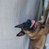 eğitimli belçika malinois 8 aylık fotoğraf