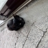 Dünya tatlısı Bombay kedi yavrusu fotoğraf