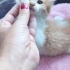 KUZU GÖRÜNÜMLÜ KEDİ YAPMIŞLAR :) fotoğraf