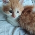 KUZU GÖRÜNÜMLÜ KEDİ YAPMIŞLAR :) fotoğraf