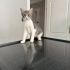 Çok sakin kendini sevdirmeye bayılıyor. fotoğraf