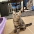 Chinchilla Tekir kırması tatlı kız fotoğraf