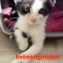 GÜZEL KIZ SCOTTİSH FOLD KIRMASI ÖMÜRLÜK YUVASINI BEKLİYOR fotoğraf