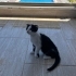 GÜZEL KIZ SCOTTİSH FOLD KIRMASI ÖMÜRLÜK YUVASINI BEKLİYOR fotoğraf
