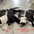 GÜZEL KIZ SCOTTİSH FOLD KIRMASI ÖMÜRLÜK YUVASINI BEKLİYOR fotoğraf