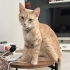ACİL KALICI YUVA ARANIYOR fotoğraf