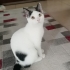 Maya kız yuvasını arıyor fotoğraf