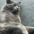 9 aylık kısır tüm aşıları tam fotoğraf
