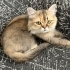 Çok sevimli ve akıllı fotoğraf