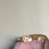 2 aylık dişi yavruya kalıcı yuva arıyoruz fotoğraf