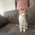 2 aylık dişi yavruya kalıcı yuva arıyoruz fotoğraf