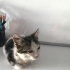 Sıcacık bir yuva arayan minik bir prenses fotoğraf