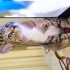 Lütfen Açıklamayı Okuyun fotoğraf
