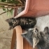 45 günlük 4 adet yavru ücretsiz sahiplenme fotoğraf