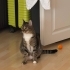 Çok sevimli cana yakın bir dost fotoğraf