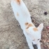 PAMUK ACIL YUVA ARIYOR! fotoğraf