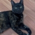 British+domestic shorthair kırması kıza ömürlük yuva fotoğraf