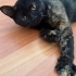 British+domestic shorthair kırması kıza ömürlük yuva fotoğraf