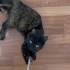 British+domestic shorthair kırması kıza ömürlük yuva fotoğraf