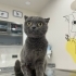 BRİTİSH SHORTHAİR KIZ TEK KEDİ OLACAĞI ÖMÜRLÜK YUVASINI ARIYOR YENİMAHALLE fotoğraf