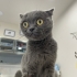 BRİTİSH SHORTHAİR KIZ TEK KEDİ OLACAĞI ÖMÜRLÜK YUVASINI ARIYOR YENİMAHALLE fotoğraf